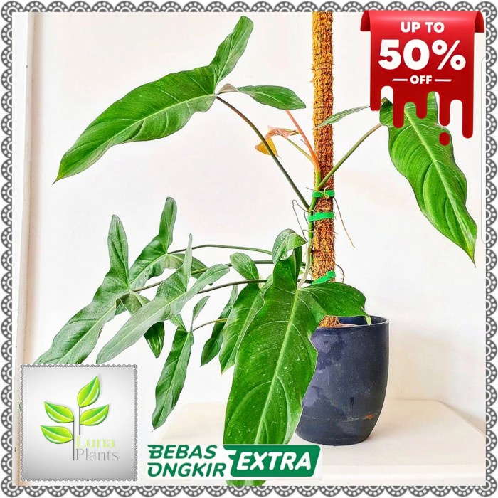 tanaman hias philodendron mexicanum - philodendron mexicanum