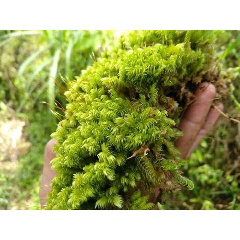 Lumut Hutan (forest moss) 1kg
