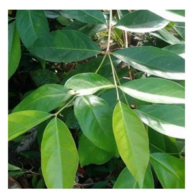 

Daun salam segar 20 gram
