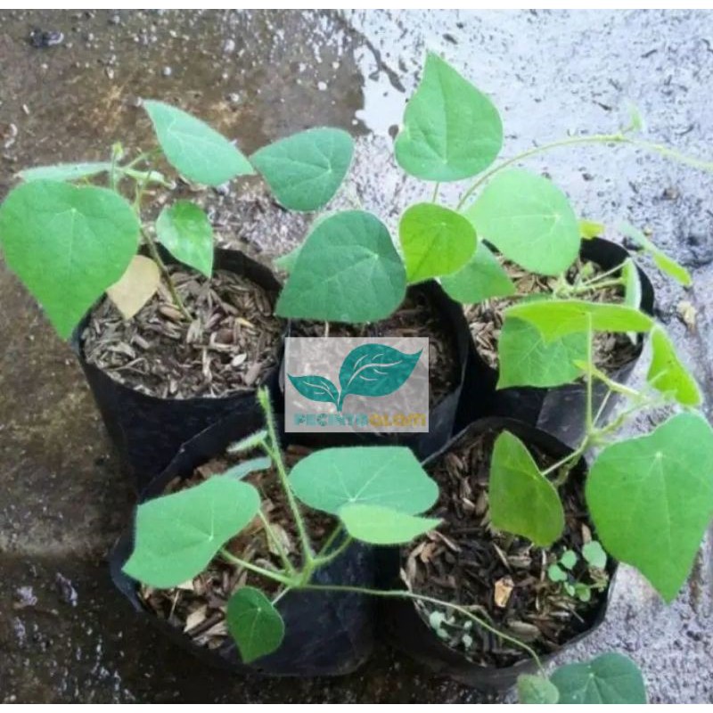 Bibit tanaman cincau bulu/Tanaman Cincau bulu rambat