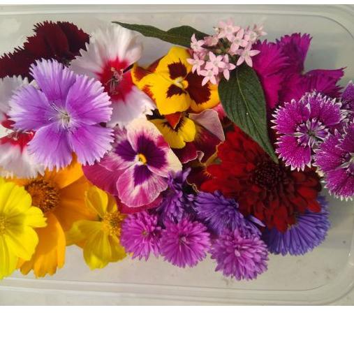 

Terbaik BIG MIX EDIBLE FLOWER - KOMPLIT 12MACAM BUNGA !!!!! serbuuu !