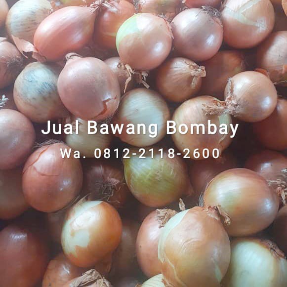 

Bawang Bombay Kualitas Super