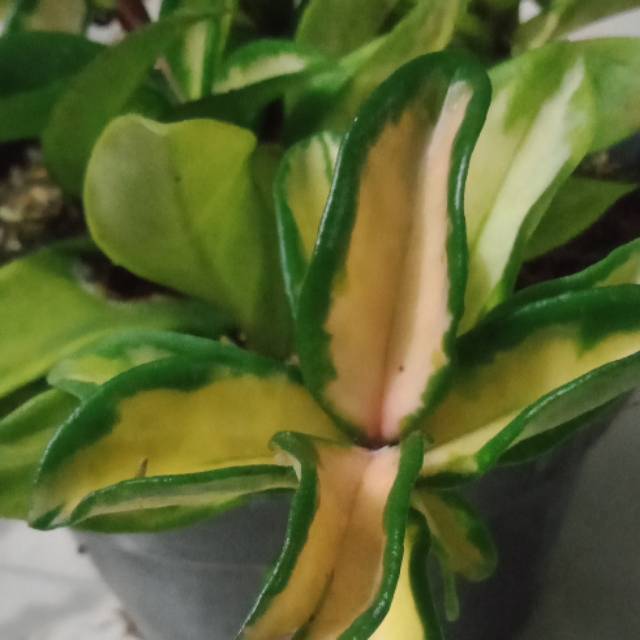 tanaman gantung hoya - hoya gold parigata - hoya