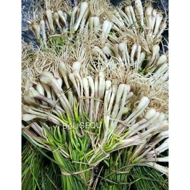 

Bawang Batak /Lokio 500 gram
