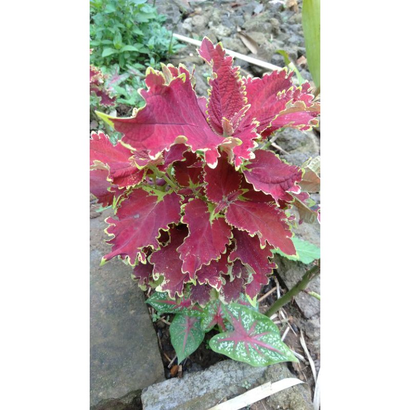 COD tanaman hias Miana premium