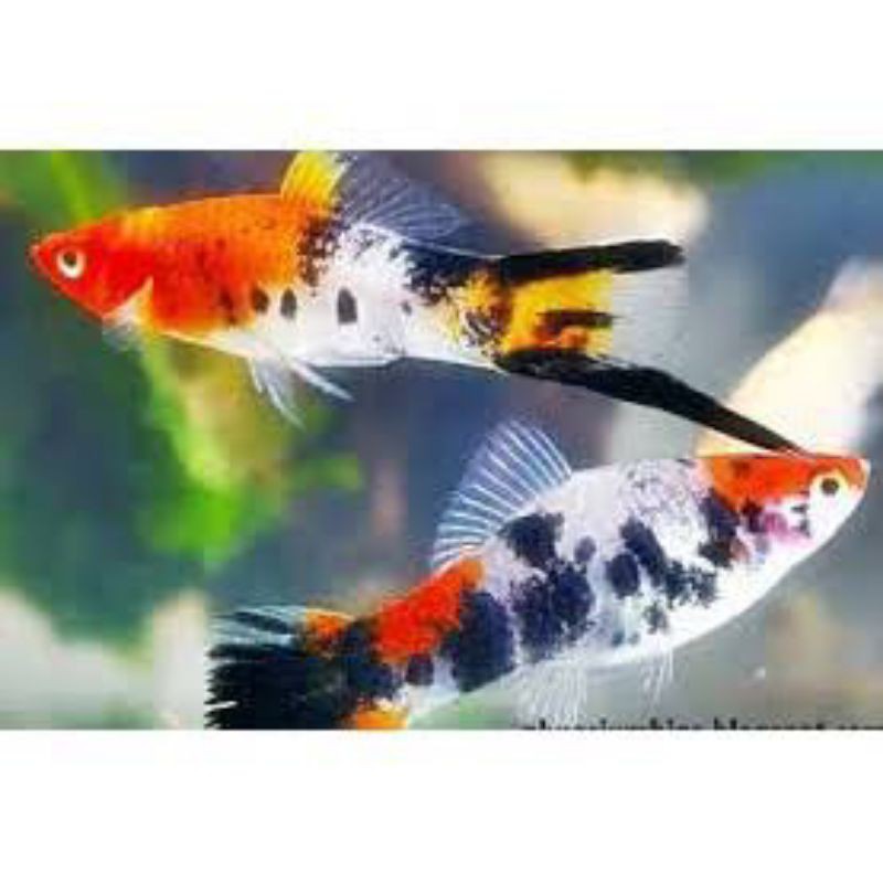 ikan platy sanke