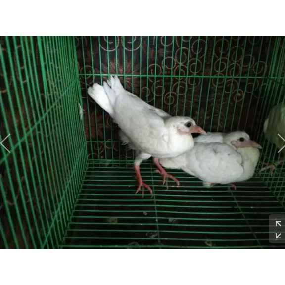 Promo Jual Anakan Piyik Merpati Pos Putih Murah Shopee Indonesia