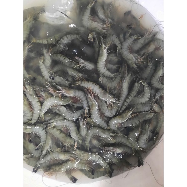 

udang windu atau pancet isi 40 ekor