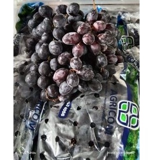 

anggur hitam palembang
