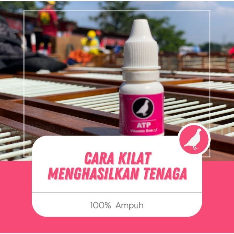 Vitamin Merpati Atp Vitarest Doping Merpati Booster Merpati Multivitamin Obat
