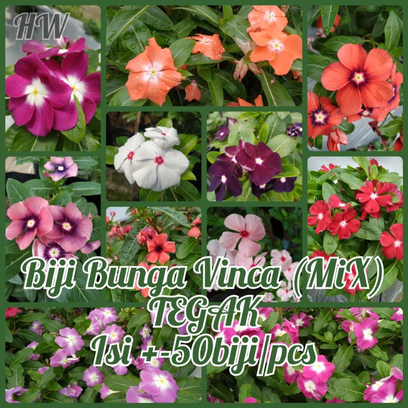 Harga Bunga Vinca Terbaik Taman Perlengkapan Rumah Juli 2021 Shopee Indonesia