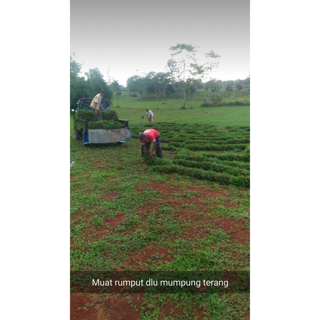 Rumput gajah biasa,tanam rumput gajah cikande,rumput gajah paitan