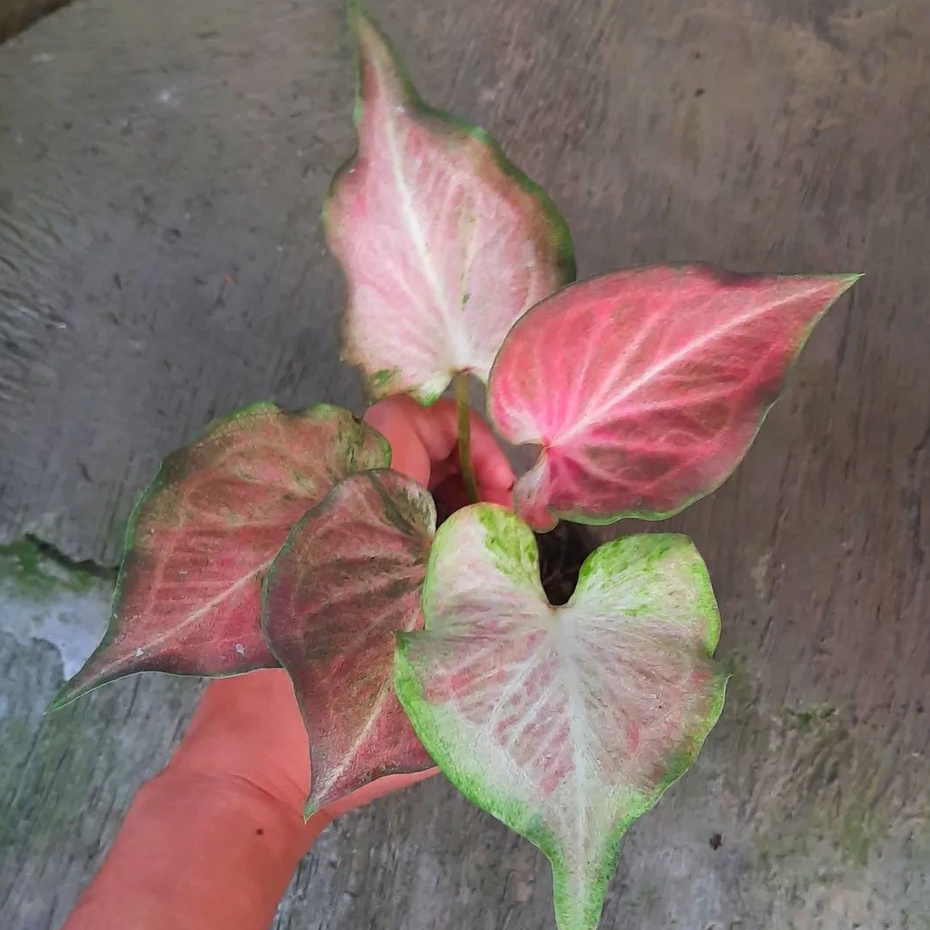 Tanaman Hias Keladi Ramla Pink / Pink Ramla / Caladium Pink Ramla