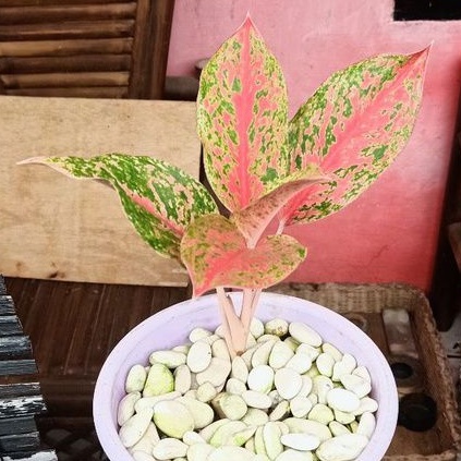 Tanaman Hias Aglaonema Tiara
