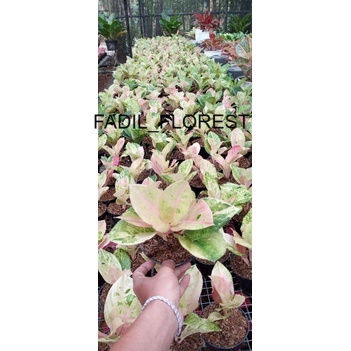 aglonema emerald SEED_AGLONEMA