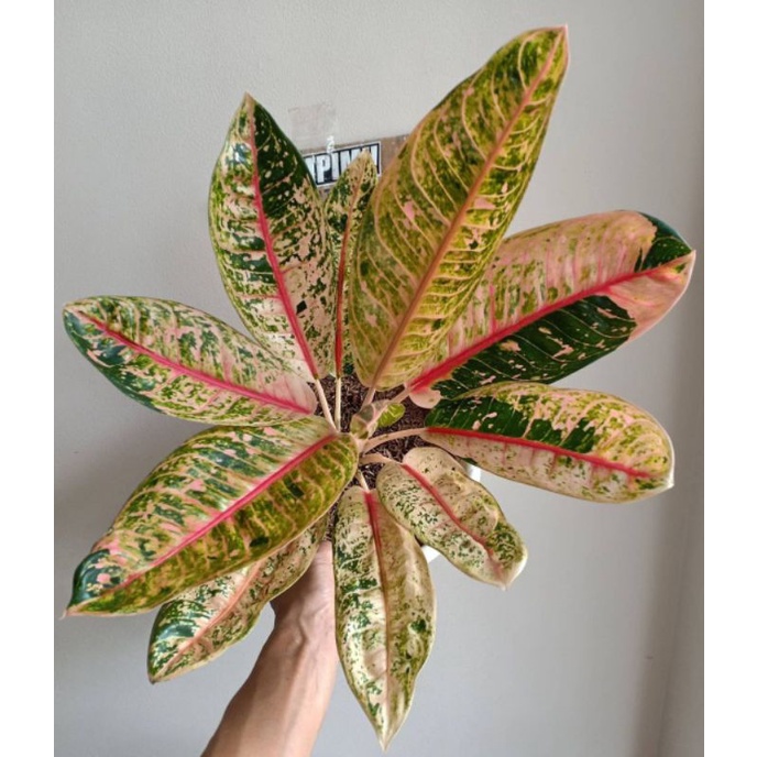 DEWASA JUMBO  DONACARMEN MUTASI / AGLONEMA MUTASI