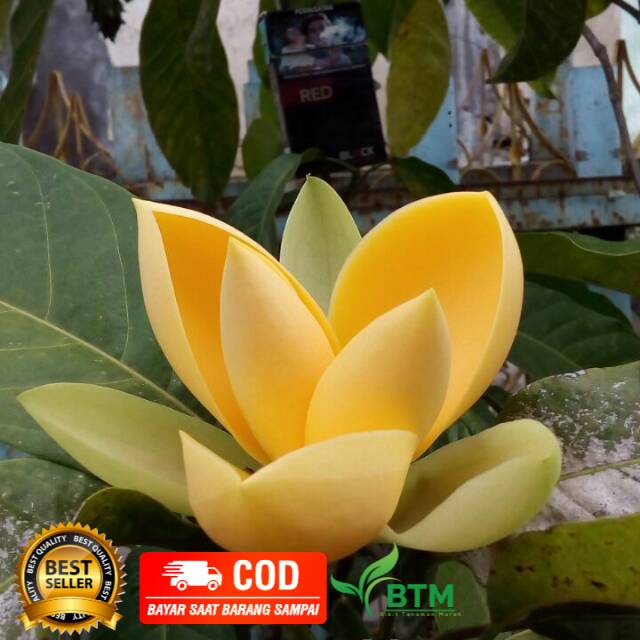 Bibit Tanaman Bunga Cempaka Gondok Kuning Super