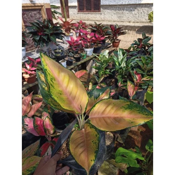 Aglonema Kochin Tembaga/ Aglonema kochin kuning