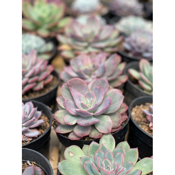 Sukulen Echeveria Lemon Lime Mutasi