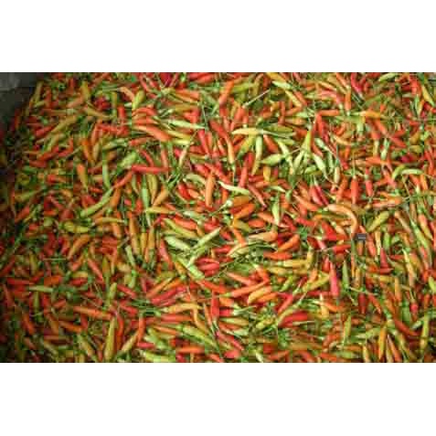 

Cabe rawit gunung khas lampung 250gr