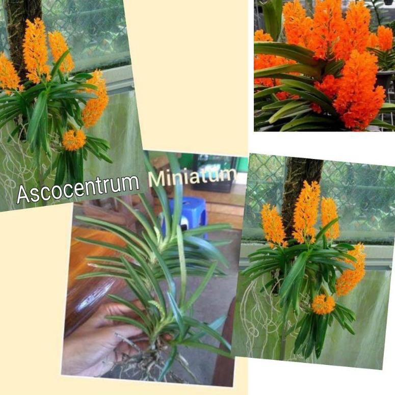 STAR BRANDS Vanda ascocentrum miniatum/Vanda ascominiata