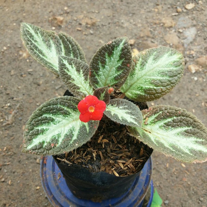 Tanaman Hias gantung - beludru episcia - bludru hitam putih - episcia .