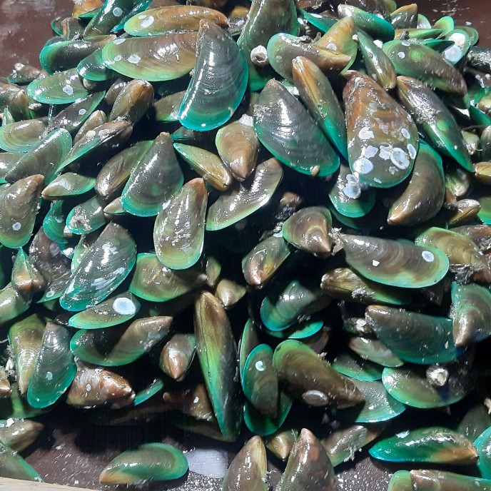 

Kerang Ijo/hijau