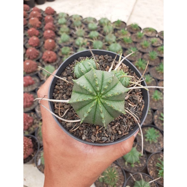 euphorbia valida besar di pot 10cm