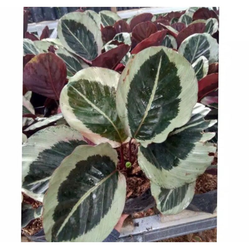 tanaman hias calathea cintya