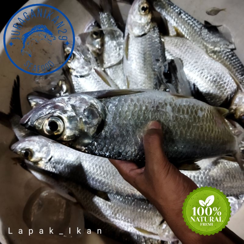 

Ikan Bulan Bulan Segar 1~Kilogram