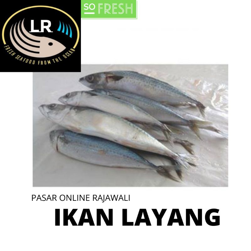 

IKAN LAYANG SEGAR
