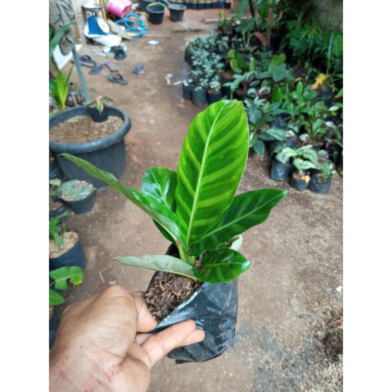 POHON CALATHEA ZEBRINA-tanaman calatea zebrina