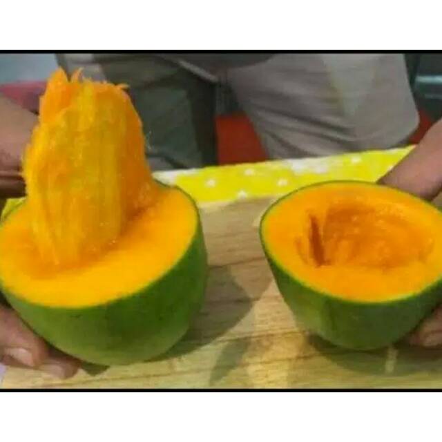 Bibit Mangga Alpukat
