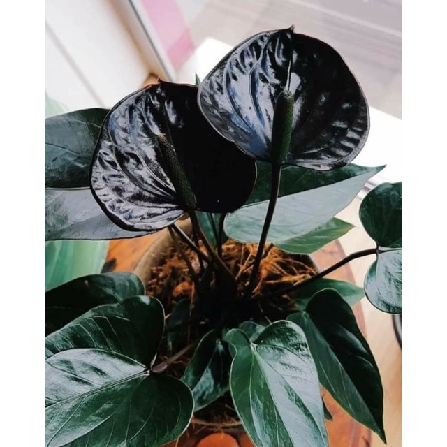 TANAMAN HIAS ANTHURIUM MICKEY MOUSE DARK CROWN