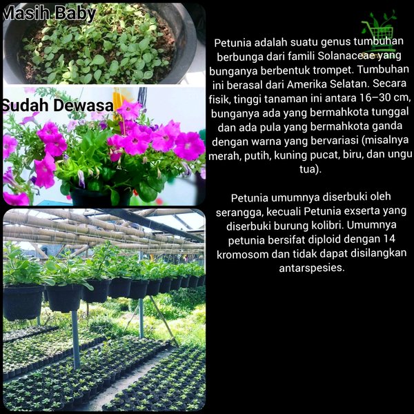 Tanaman Hias Bunga Petunia - Bibit Pohon Semi Outdoor Gantung