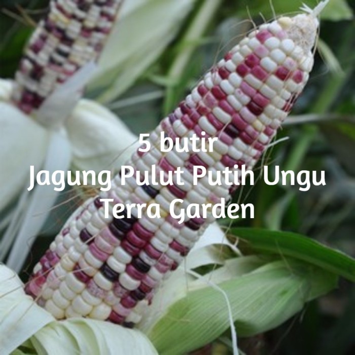 Benih Biji Jagung Pulut Putih Ungu Corn seeds