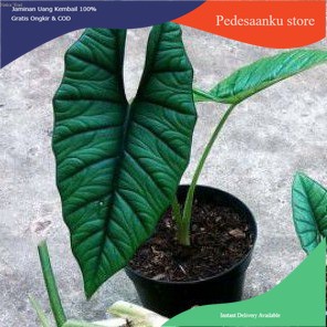 Promo Bibit Alocasia Bisma- bonggol alocasia bisma (limited)