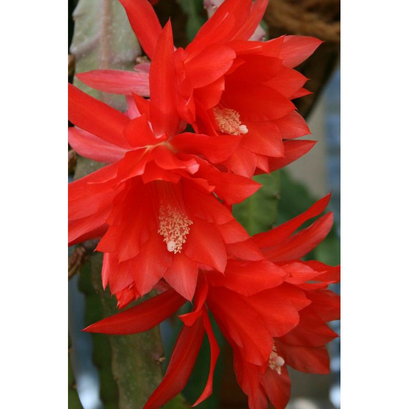 wijaya kusuma merah epiphyllum ackermannii