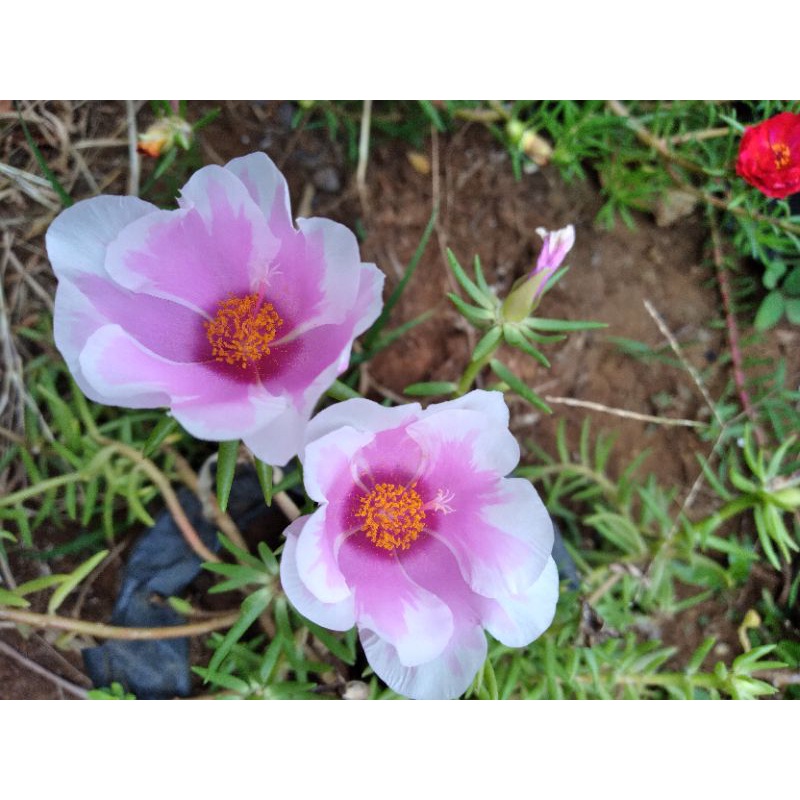 BUNGA KROKOT JUMBO PUTIH-UNGU