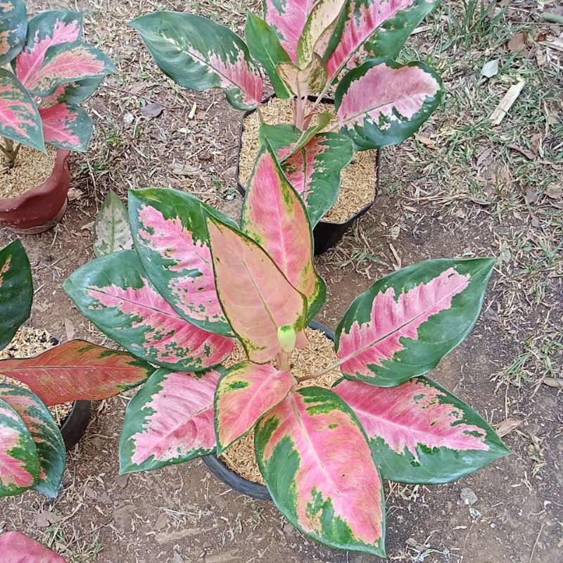 aglonema kochin tembaga mutasi red dewasa rimbun