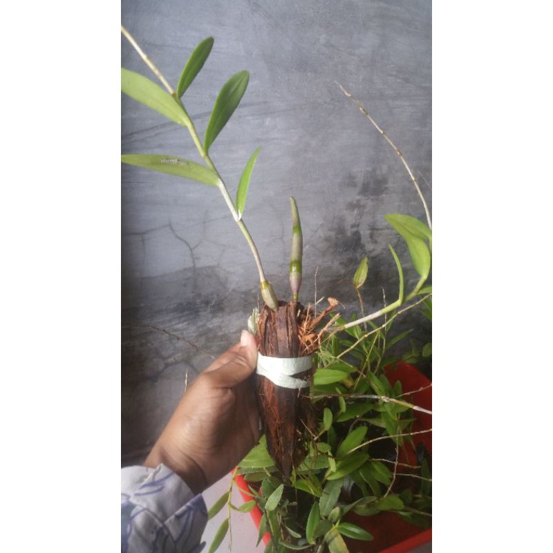 anggrek dendro jenis anggrek merpati