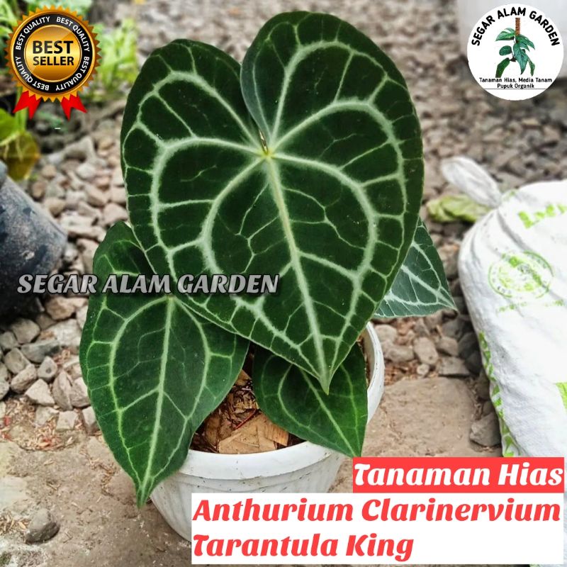 PRODAK ORIGINAL TANAMAN HIAS ANTHURIUM CLARINERVIUM - Tanaman Hias Anthurium Tarantula