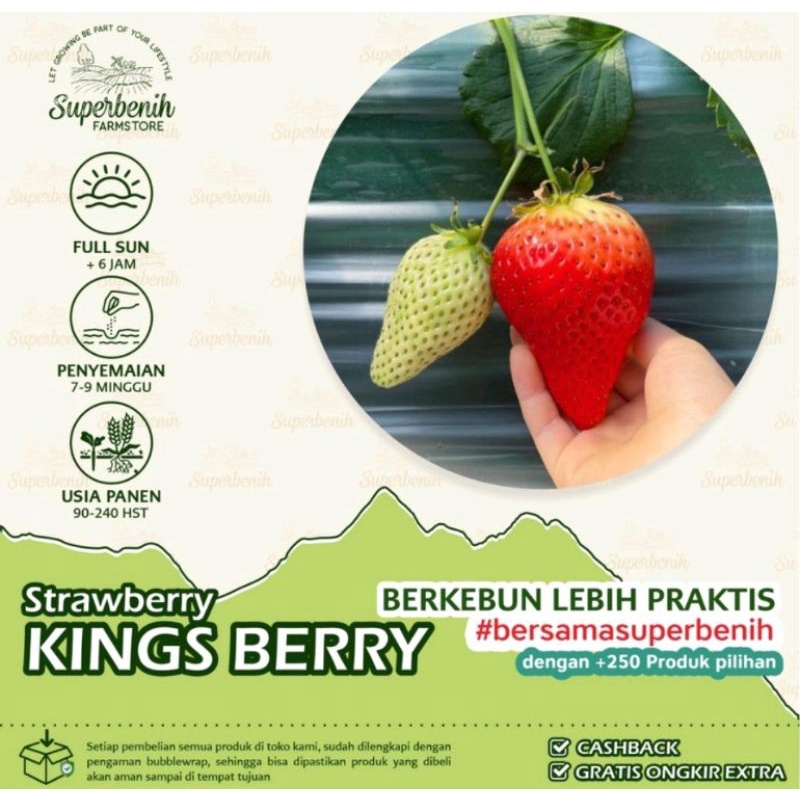 10 seeds Bibit Benih Biji Strawberry KINGS BERRY KOREA