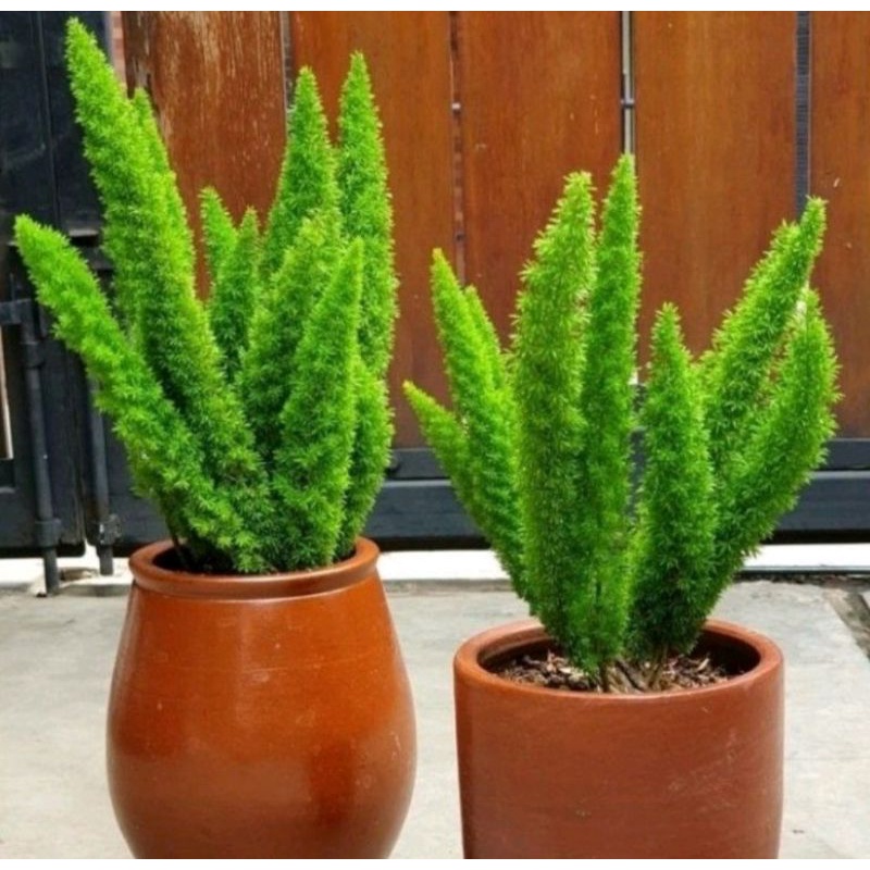 tanaman hiyas ekor tupay /ekor tupay