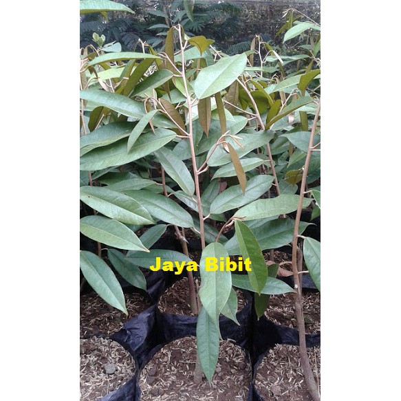 BIBIT DURIAN Duri Hitam ochee
