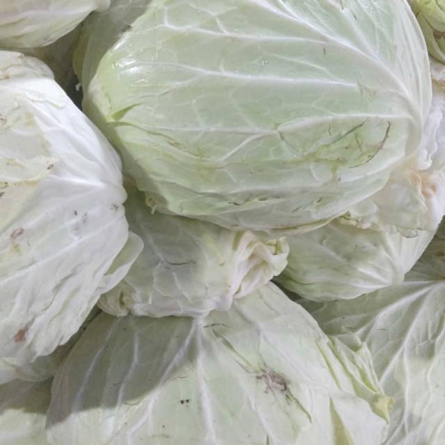 

Kol Hijau Organik (1Kg 25000)