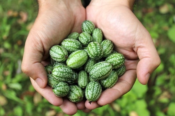 Bibit-Biji Cucamelon Mexican Gherkin (Haira Seed)