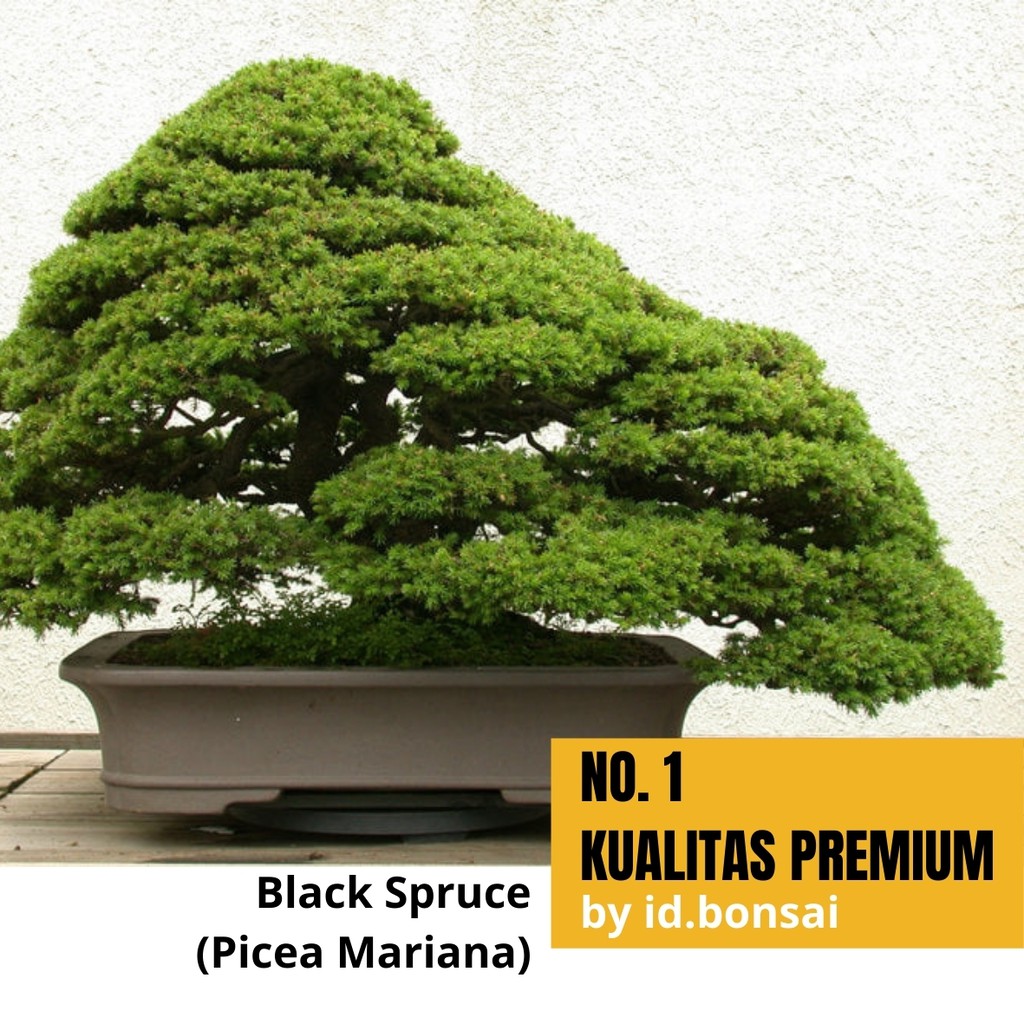 Biji Bonsai Black Spruce/Picea Mariana Langka