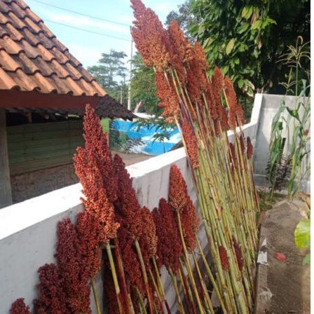 satu tangkai sorgum atau gondem