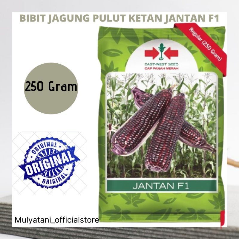 Bibit Benih Jagung Ketan Pulut Jantan F1 Ungu Ketan hitam Segar Cap Panah Merah Original